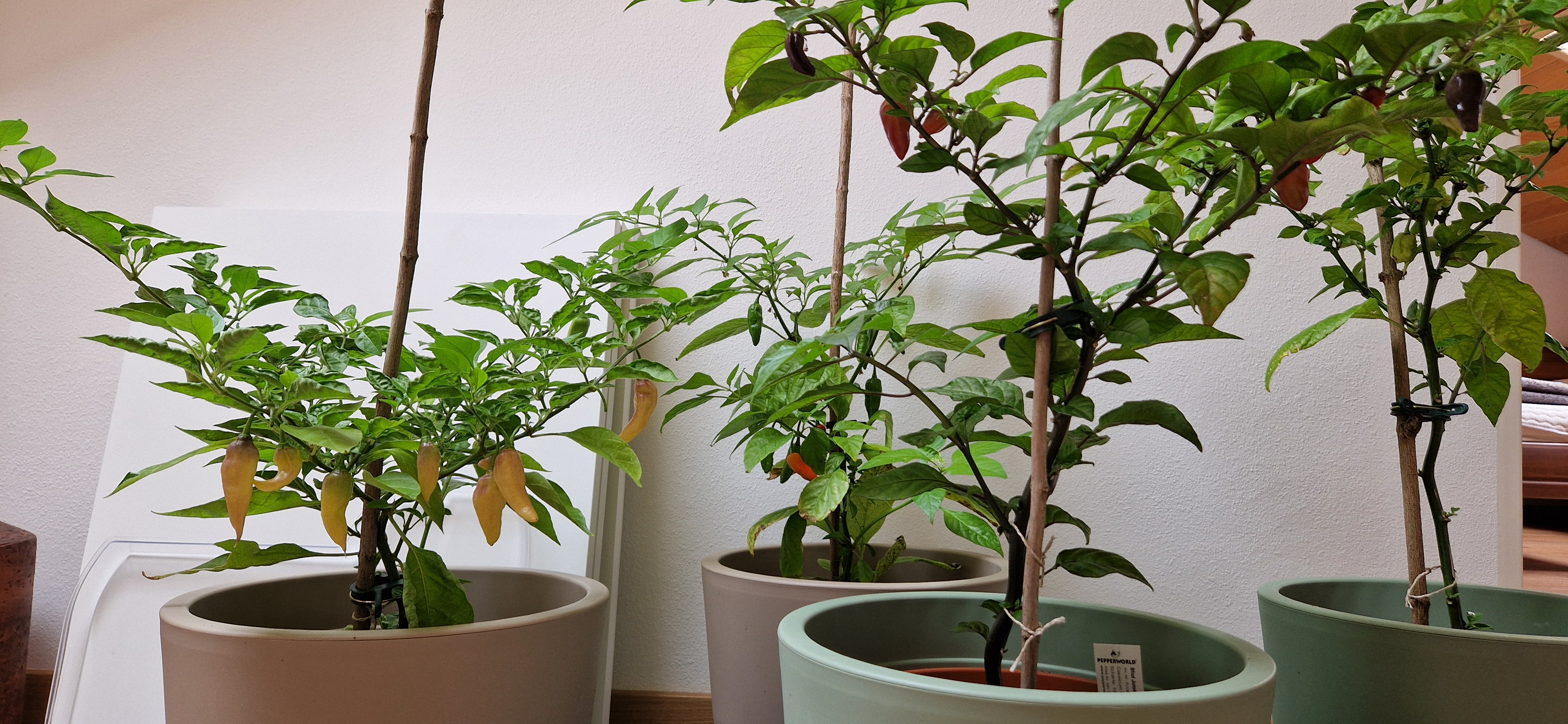 Bhut Jolokia