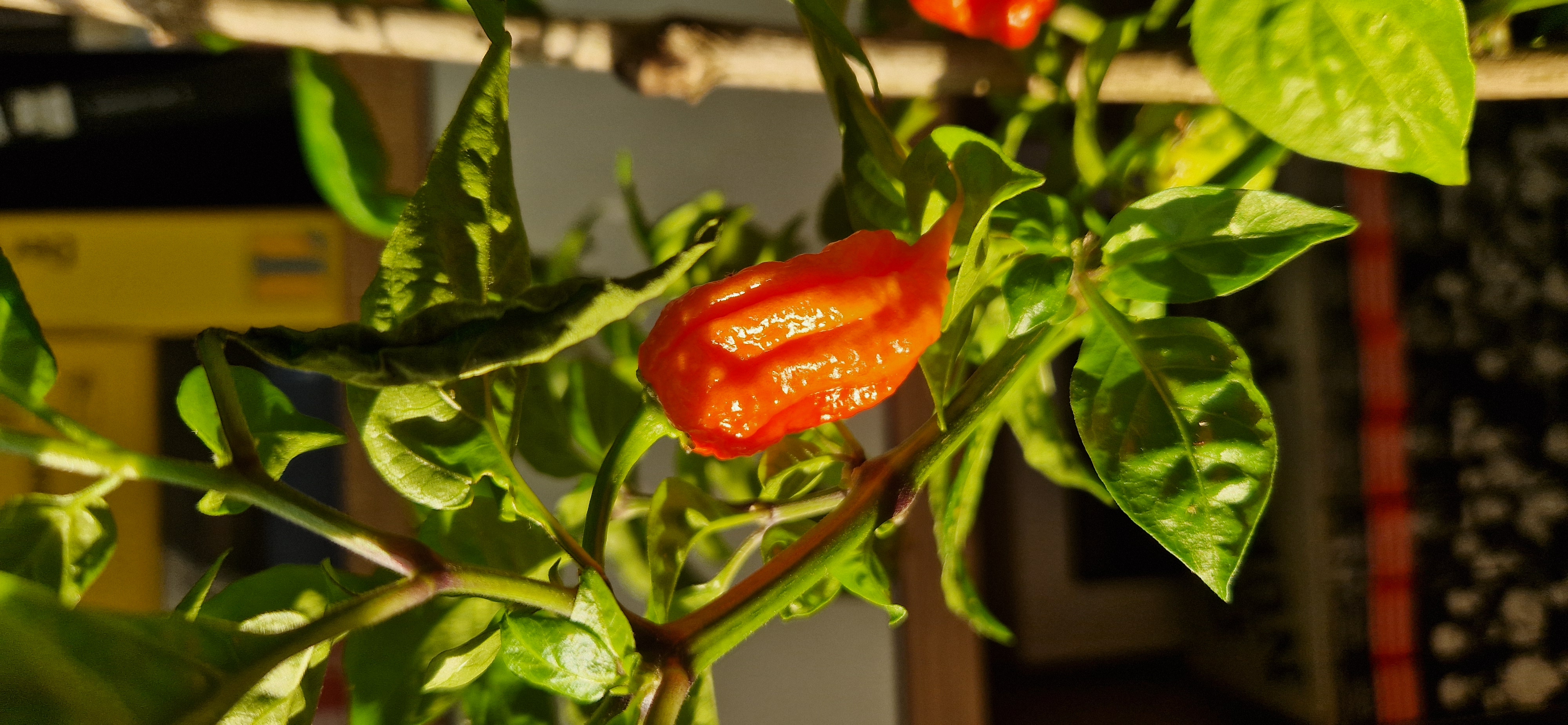 Carolina Reaper